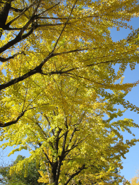 美丽的黄色银杏树在秋天的日本图片下载