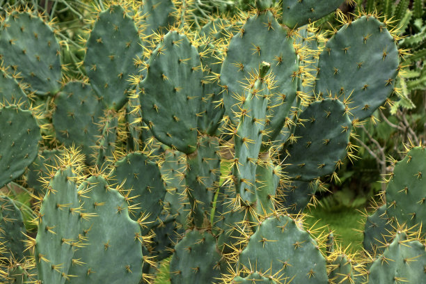 靠近仙人掌花图片下载