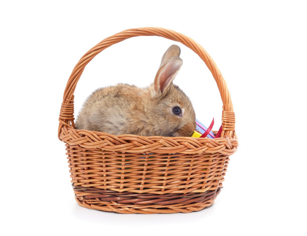 兔子在篮子里。图片下载