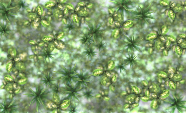 磨砂玻璃后的植物剪影。从上面看。三维渲染图片下载