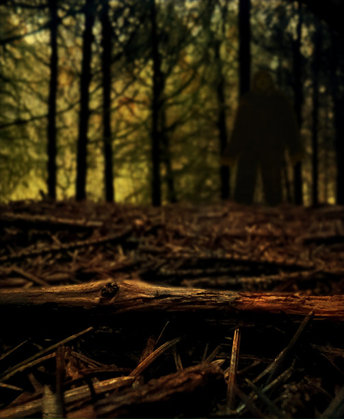 隐藏森林摄影机图片下载