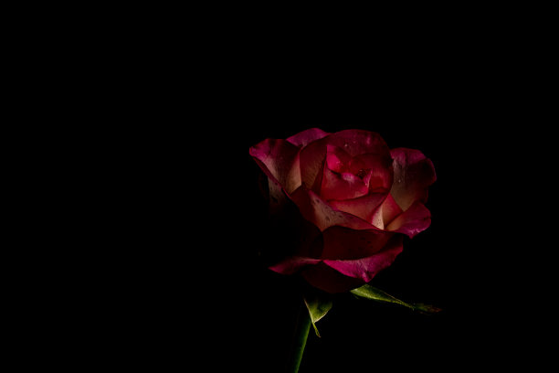 黑色背景上的部分深红色玫瑰。低调的照片。极端花卉特写。软焦点图片下载