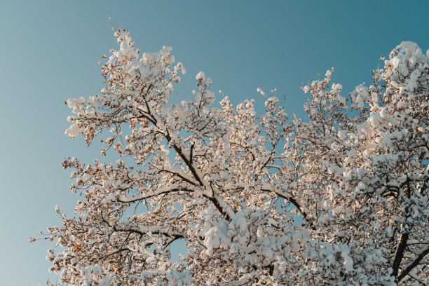 美丽的冬天树在雪图片下载