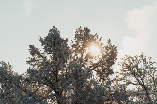 美丽的冬天树在雪中日落图片下载