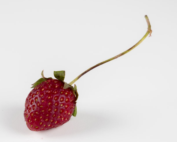 弗鲁蒂拉斯图片下载