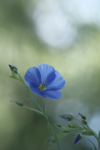 蓝色亚麻花，细长的绿色茎。图片下载