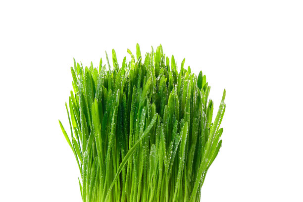 明亮的绿色草地，微距在白色背景上。图片下载