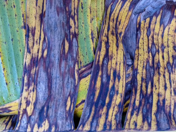 香蕉叶子图片下载