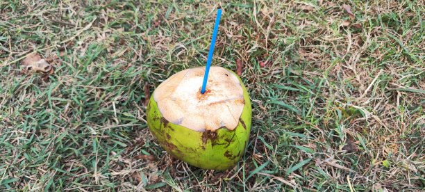 椰子在绿色的天然草地上图片下载