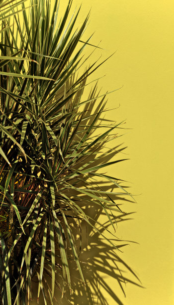 天然植物多汁室内植物树的影子对着室外水泥墙抽象纹理的背景。图片下载