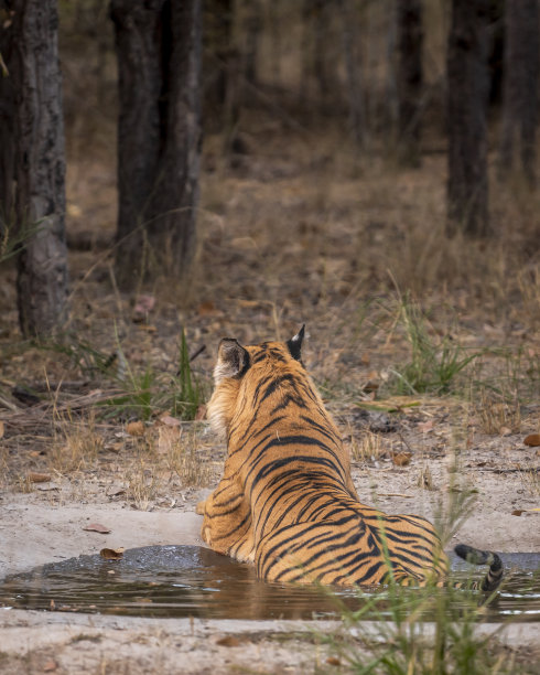 在印度亚洲中央邦班德哈格尔国家公园森林里，印度野生雄性孟加拉虎或美洲虎底格里斯底格里斯虎的背部轮廓或特写来识别或匹配个体的条纹图案图片下载