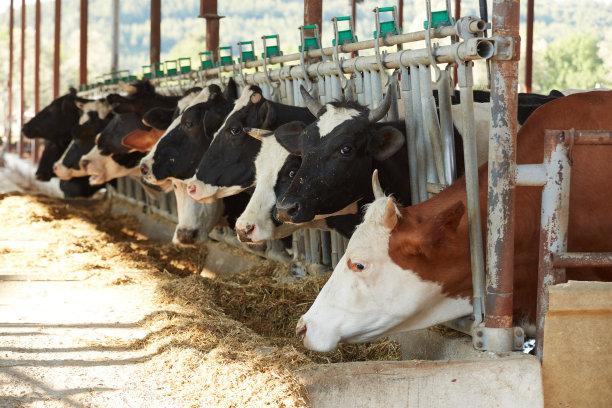 农场里奶牛面前的新鲜干草。图片下载