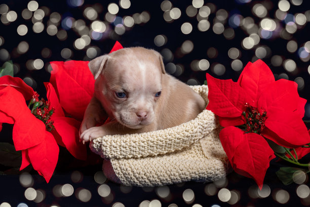 小可爱的美国霸凌小狗坐在一个盒子旁边的人造圣诞红色一品红花与美丽的散景图片下载