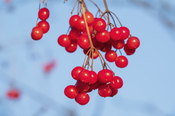 红色荚蒾浆果图片下载