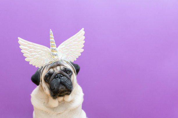 米色哈巴狗与独角兽角在紫色背景。假日假日或狂欢节的概念图片下载