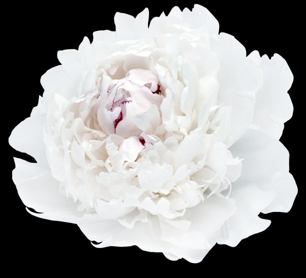 白色牡丹花在白色孤立的背景与修剪路径。特写镜头。为设计。大自然。图片下载