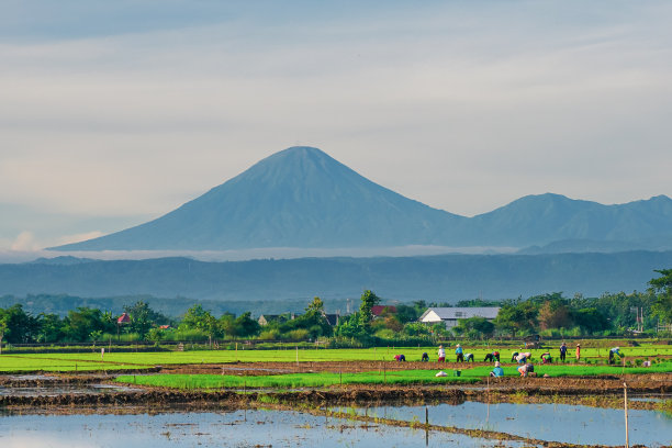 图为，农民们在以新都罗山和松冰山为背景的稻田里种植水稻。完美的自然背景或农业内容。图片下载