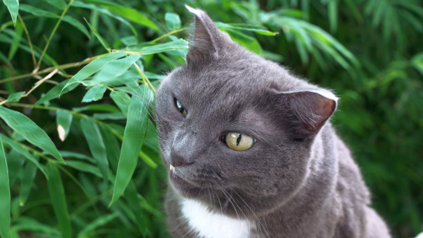 一只满足的猫很高兴地在街上吃灌木的叶子。一只可爱而饥饿的灰猫在外面心满意足地眯着眼睛，把耳朵歪向两边，津津有味地吃着绿叶。图片下载