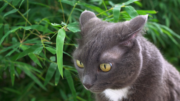 一只胸前有一个白色斑点的俄罗斯蓝猫很感兴趣地把耳朵往后翻，惊讶地看着周围的环境，绿色的眼睛鼓了出来。猫坐在又长又尖的绿叶旁边。图片下载