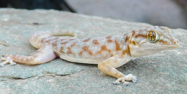 乌德里扇形足壁虎(Ptyodactylus oudrii)图片下载