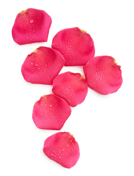 花的花瓣孤立在白色背景上图片下载