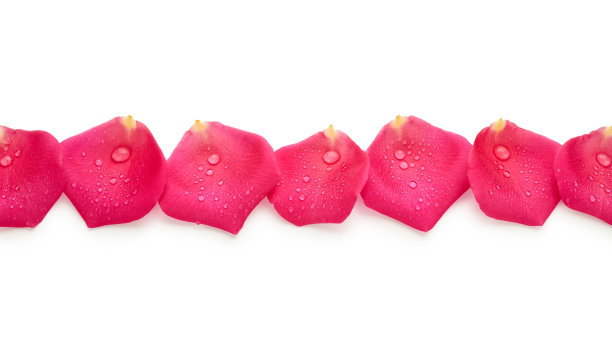 花的花瓣孤立在白色背景上图片下载