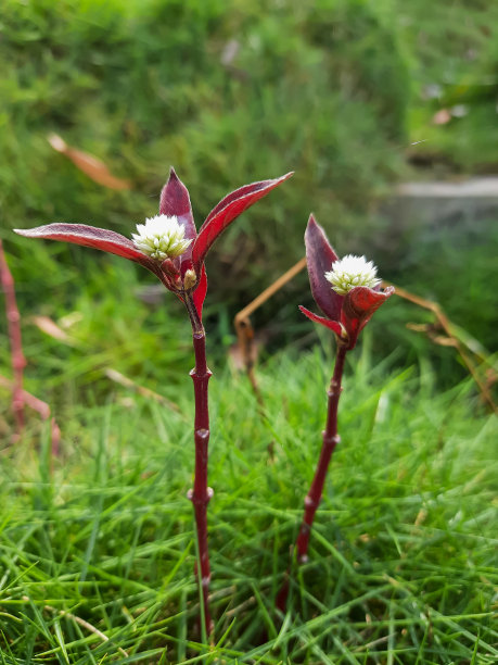 花植物图片下载