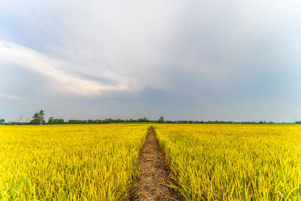 在亚洲国家农业收获的有机稻田上，泰国茉莉花水稻植物的美丽金穗，日落天空的背景。图片下载