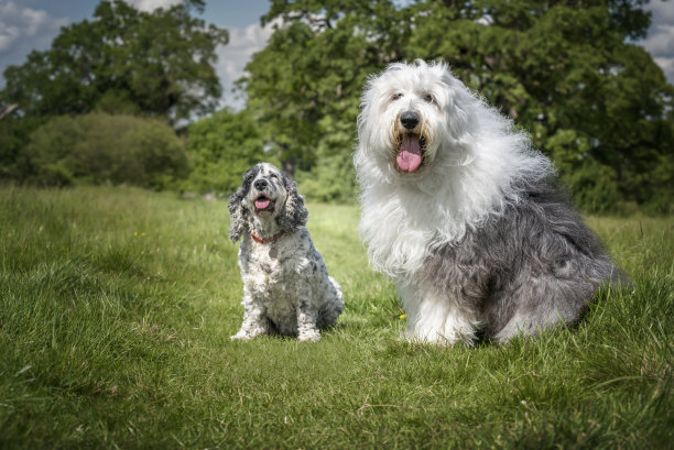 英国古代牧羊犬和英国展示可卡犬坐在田野里看着镜头图片下载