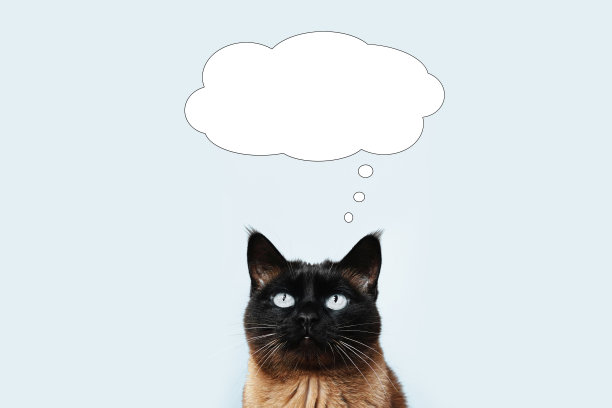 猫在有复制空间的思想泡泡中思考或梦想着什么图片下载