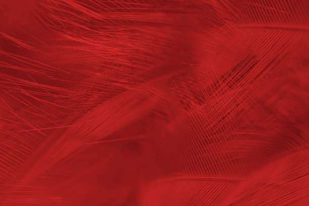 红色羽毛图案纹理背景图片下载