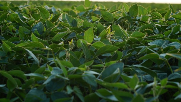 绿色成熟的大豆田，农业景观。开花大豆植物。日落时分的大豆种植园。在太阳的背景下。大豆。图片下载