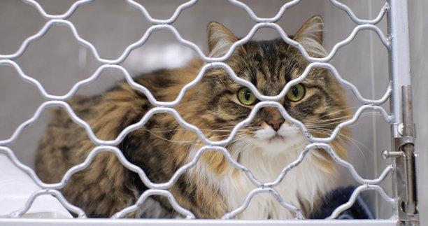 在住院兽医诊所，一只可爱的虎斑猫坐在笼子里。好奇的猫很感兴趣地看着相机。一只生病的宠物正在兽医诊所接受治疗，感觉好多了。图片下载
