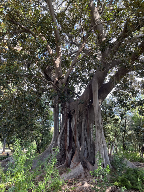 令人难以置信的榕树，大而长的根覆盖着周围的地面图片下载