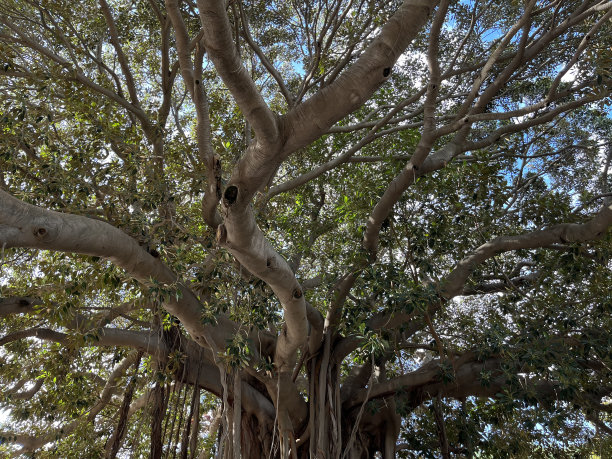 令人难以置信的榕树，大而长的根覆盖着周围的地面图片下载