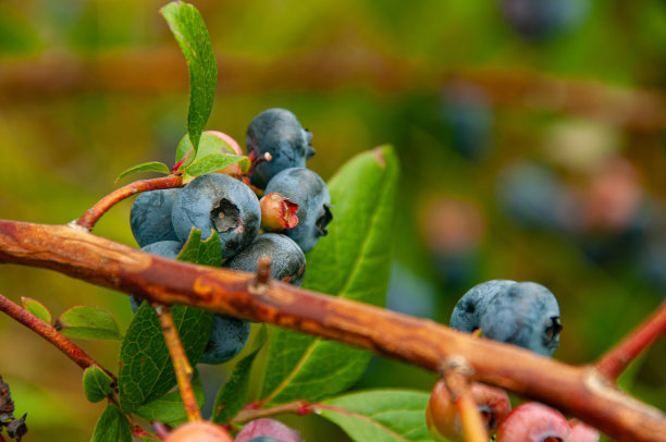 蓝莓丛上成熟的蓝莓图片下载