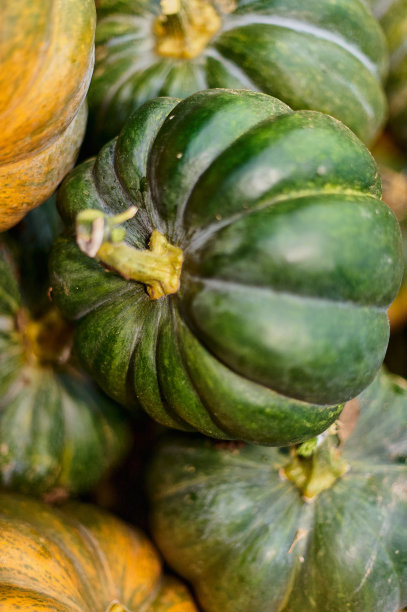 农民刚收获的南瓜特写图片下载