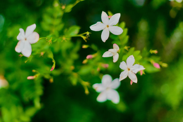 真正的茉莉，茉莉花，白色花和绿色叶子的灌木。图片下载