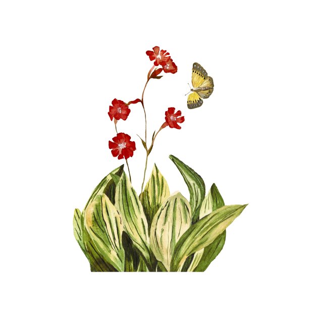 花红色昆虫蝴蝶黄色水彩画图片下载