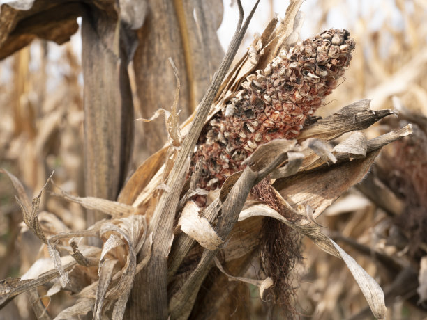 玉米植株上的病穗轴，玉米植株病害图片下载