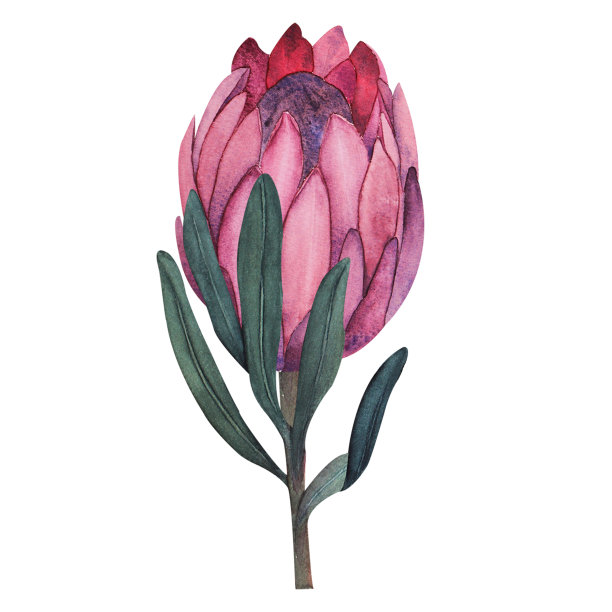 品红变形花水彩插图与叶子没有背景图片下载