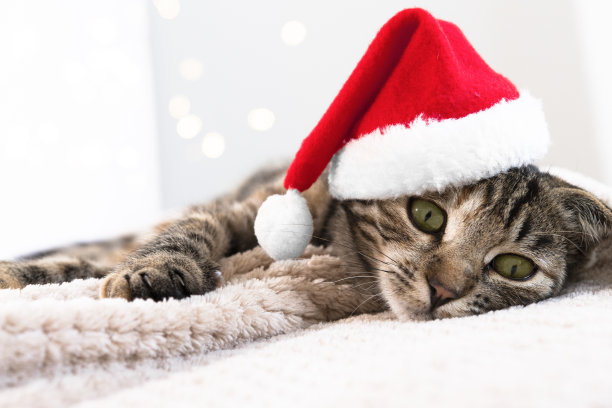 戴着红帽子的有趣宠物正在室内休息。穿着西装的小猫，圣诞和新年贺卡。图片下载