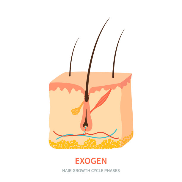毛发生长阶段的皮肤横截面图片下载