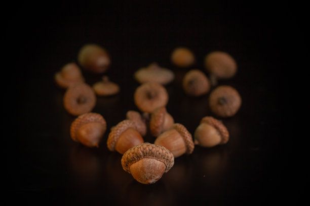 黑色背景上的橡子特写图片下载