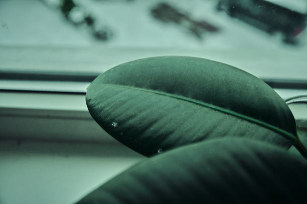 室内植物绿叶植物室内细节自然之美图片下载