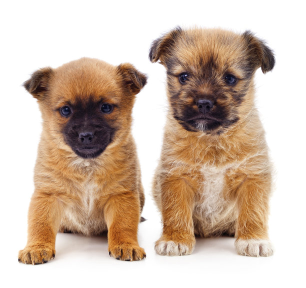 两只可爱的小狗。图片下载