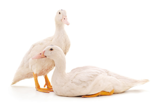 两只白色的鸭子。图片下载