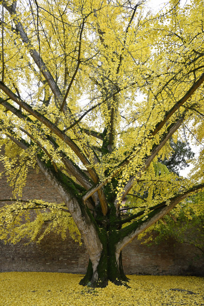 银杏树(银杏)图片下载