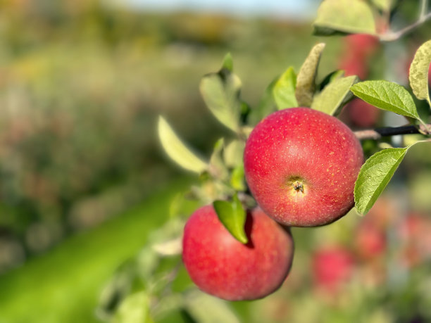 果园里的苹果图片下载