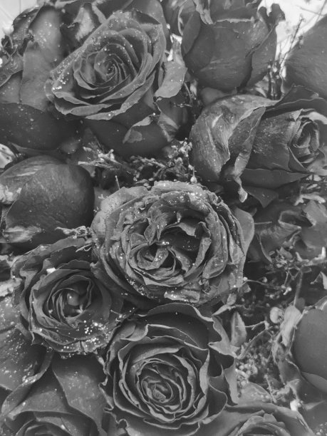 黑玫瑰花束。微距摄影。玫瑰花瓣特写镜头-股票照片图片下载